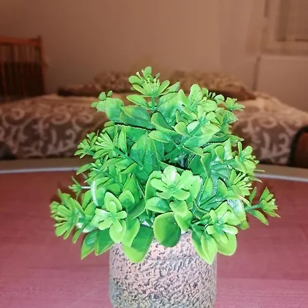 Simic Planinska Kuca Дом отдыха *