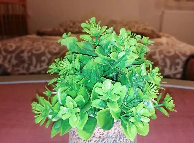 Simic Planinska Kuca 度假居 *